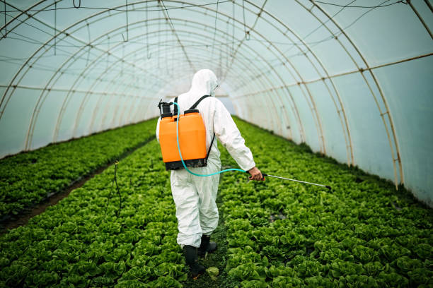 Best Affordable Pest Control Services  in Plattsmouth, NE
