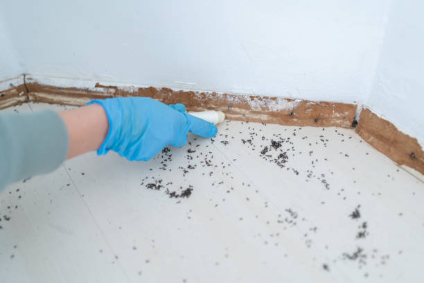 Best Best Pest Control Companies  in Plattsmouth, NE